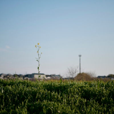青空の下で咲く一輪の菜の花と電柱の写真