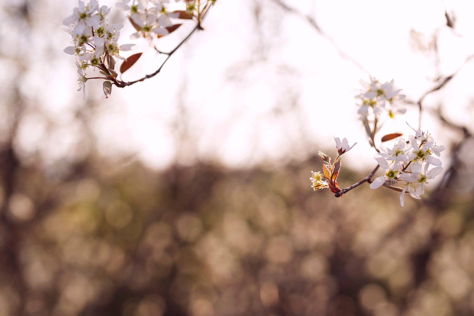 「光の中に浮かび上がる桜の葉」の写真