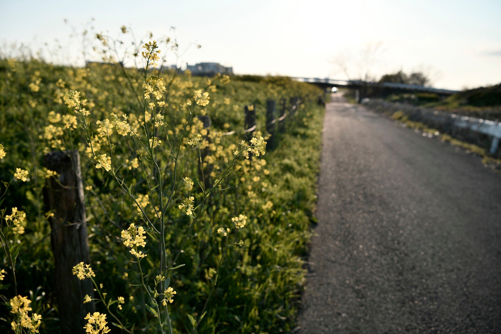 「午後の日差しを受ける河川敷の菜の花」の写真
