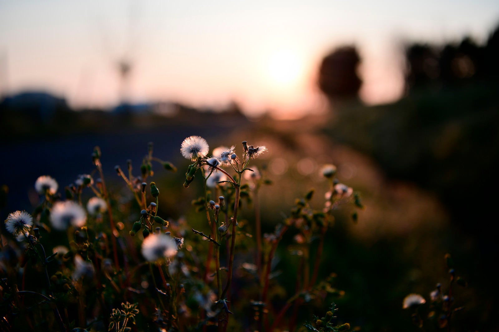 「夕日に浮かび上がる綿毛の花」の写真