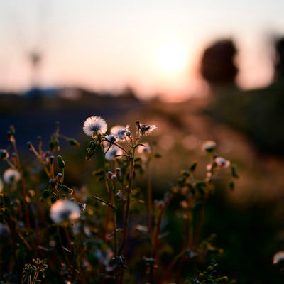 夕日に浮かび上がる綿毛の花の写真