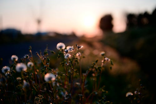 夕日に浮かび上がる綿毛の花の写真
