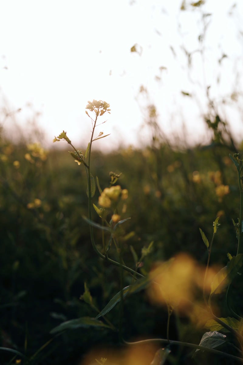 「夕日を浴びる一輪の菜の花」の写真