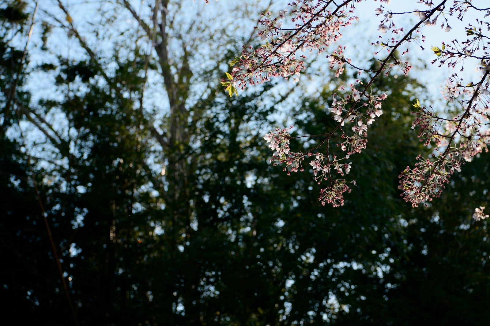 「散りはじめた葉桜」の写真