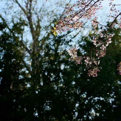 散りはじめた葉桜の写真