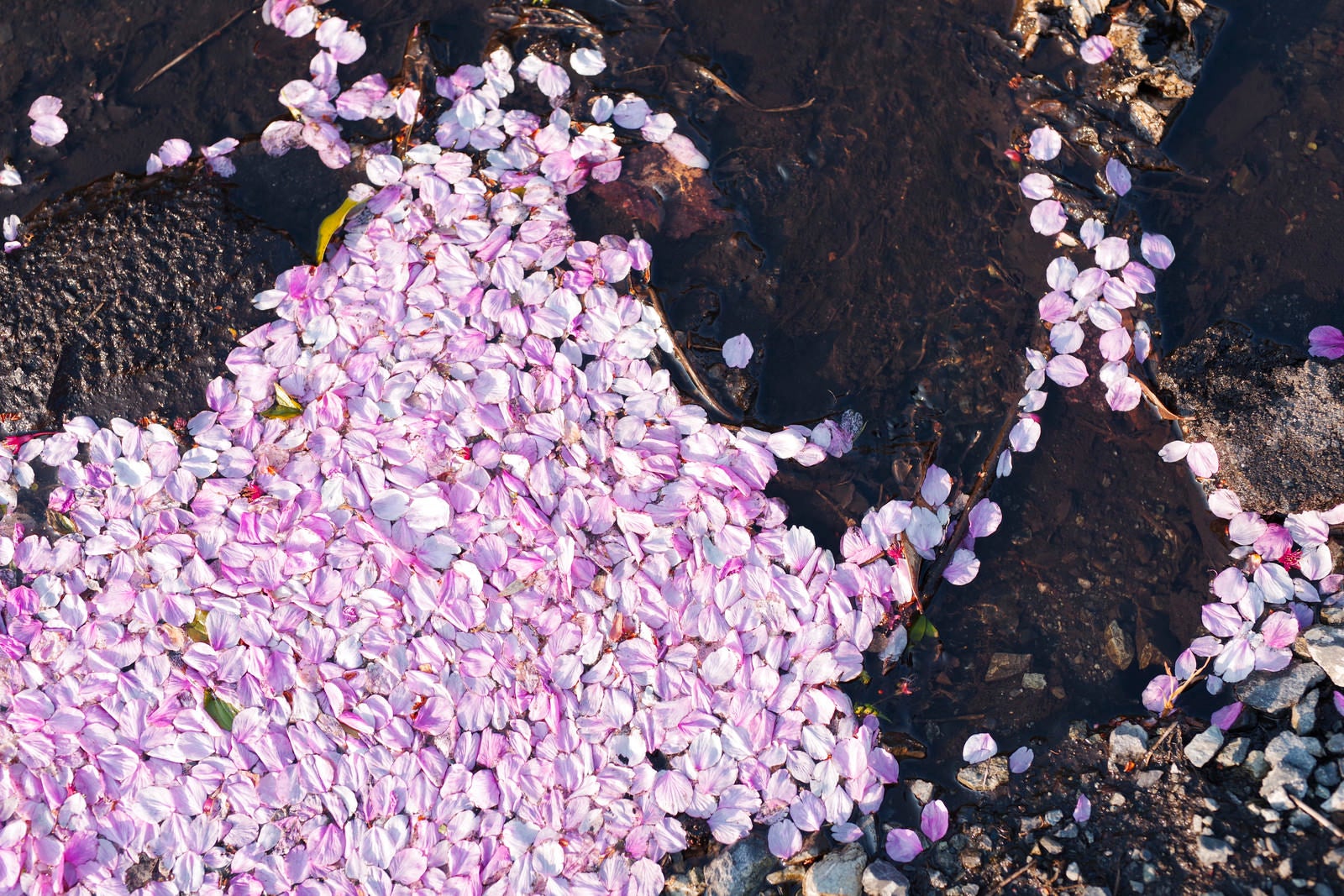 「水溜りにたまる桜の花弁」の写真