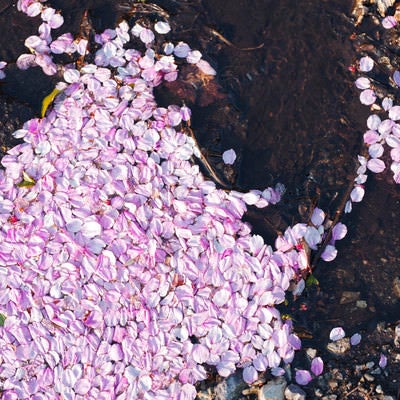 水溜りにたまる桜の花弁の写真