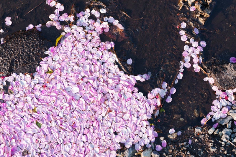 水溜りにたまる桜の花弁の写真