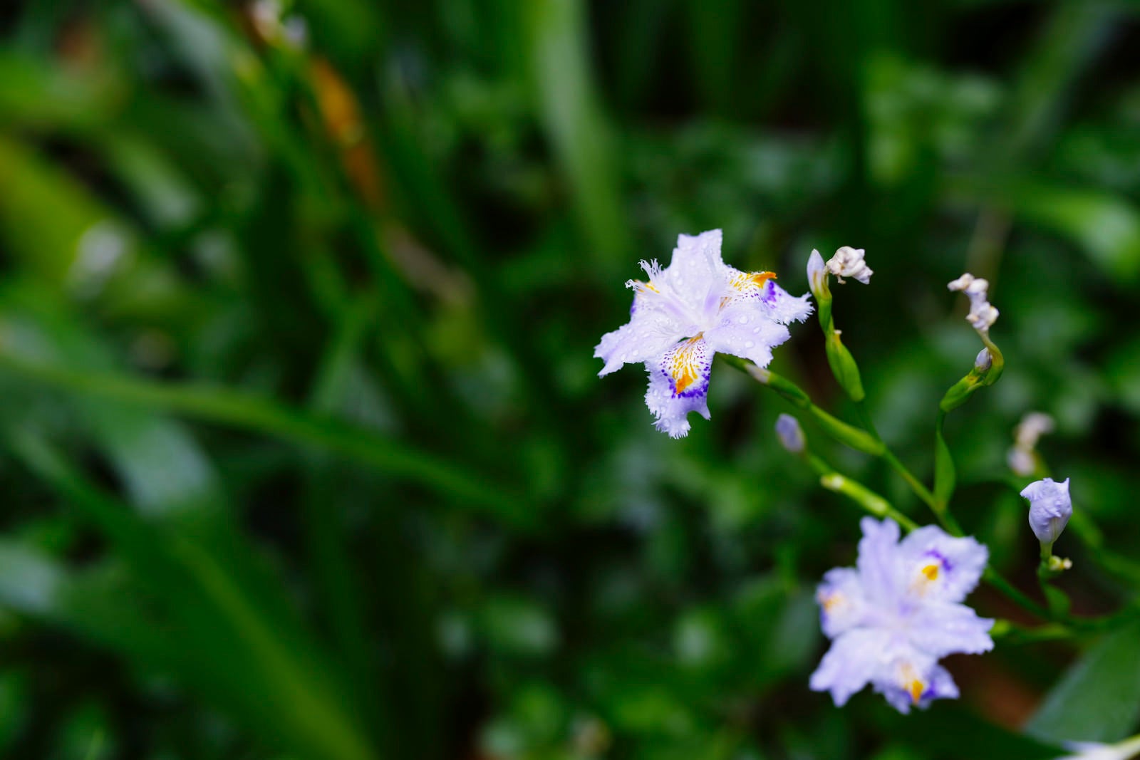 「水滴が付いたシャガの花弁」の写真