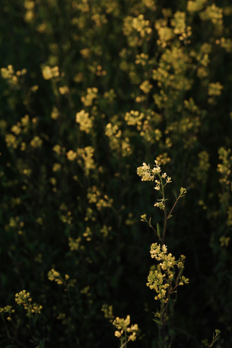 「河川敷の菜の花群生に浮かび上がる一輪の菜の花」の写真