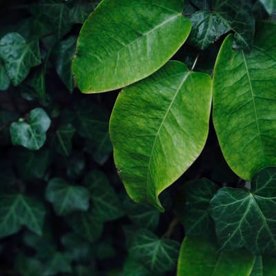 深い緑の観葉植物の葉の写真