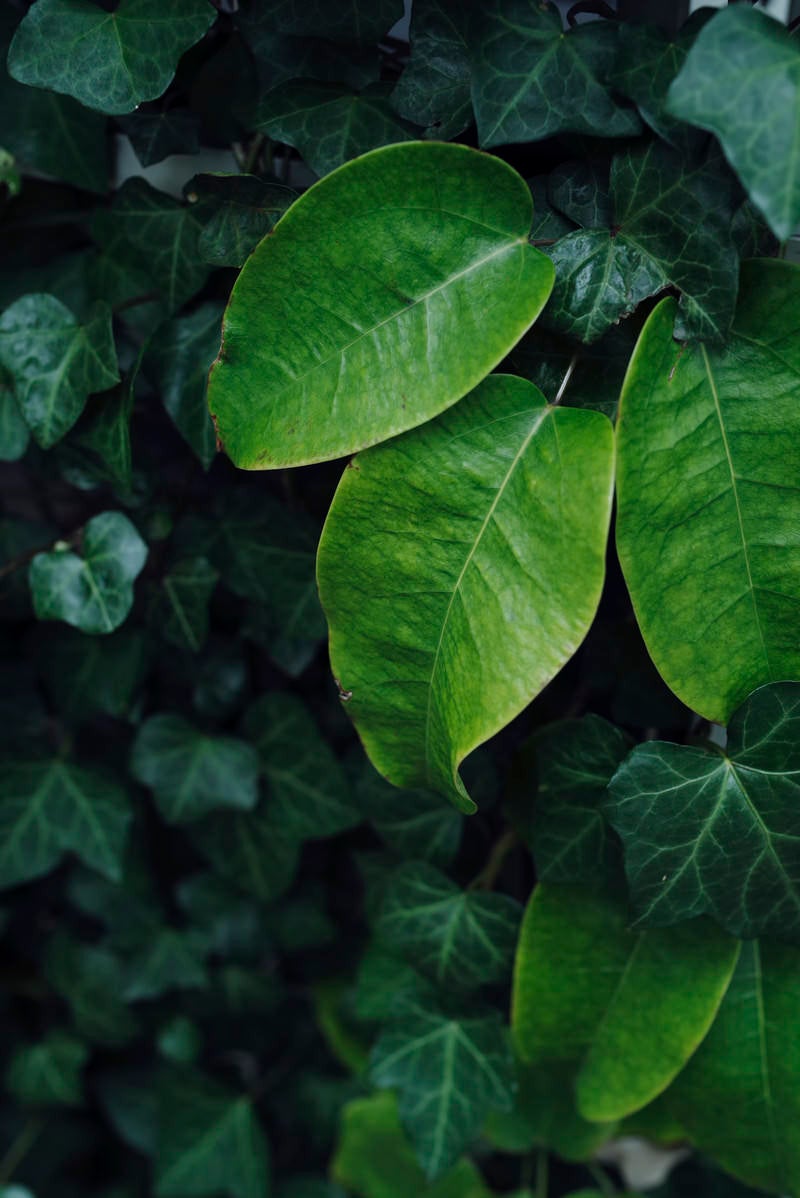「深い緑の観葉植物の葉」の写真