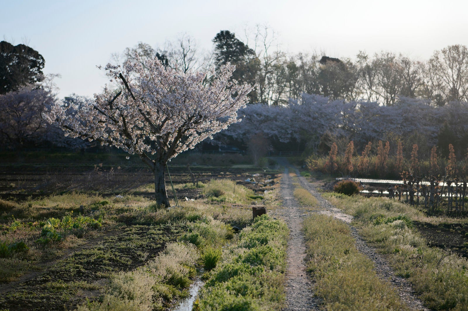 「畑に咲く一本桜」の写真
