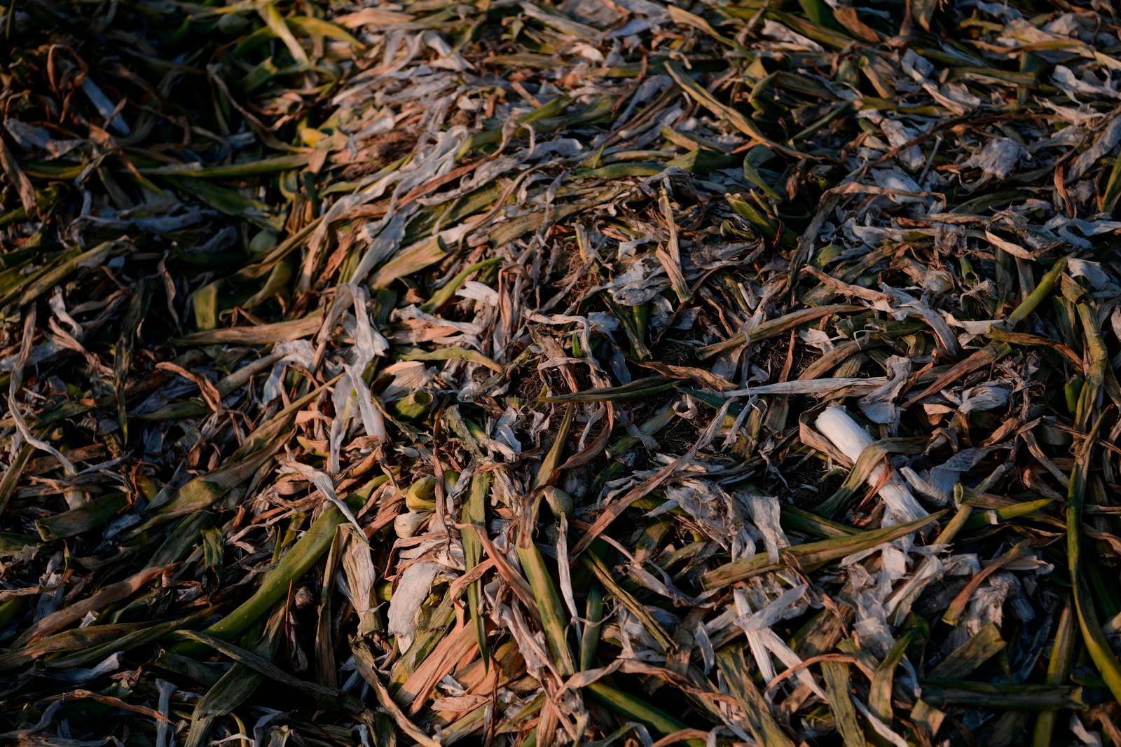 「畑の脇に捨てられたネギ」の写真