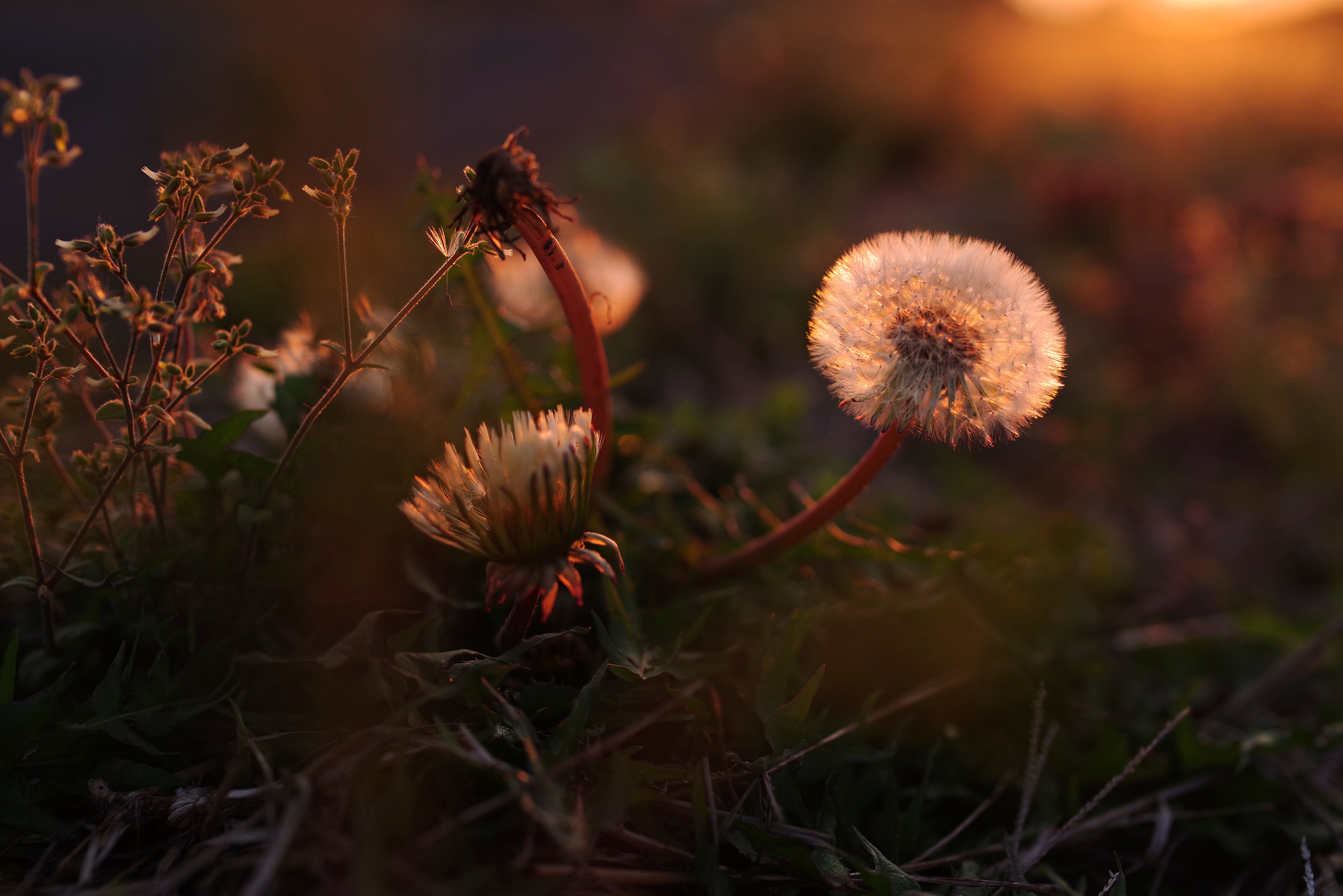 真っ赤に染まる綿毛のタンポポの無料の写真素材 - ID.41318｜フリー