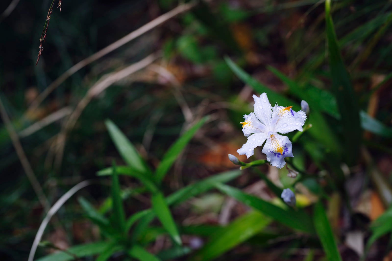 「雨に濡れるシャガの花」の写真
