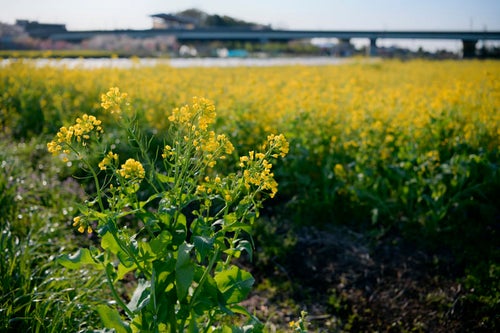 高速道路沿いの菜の花畑の写真