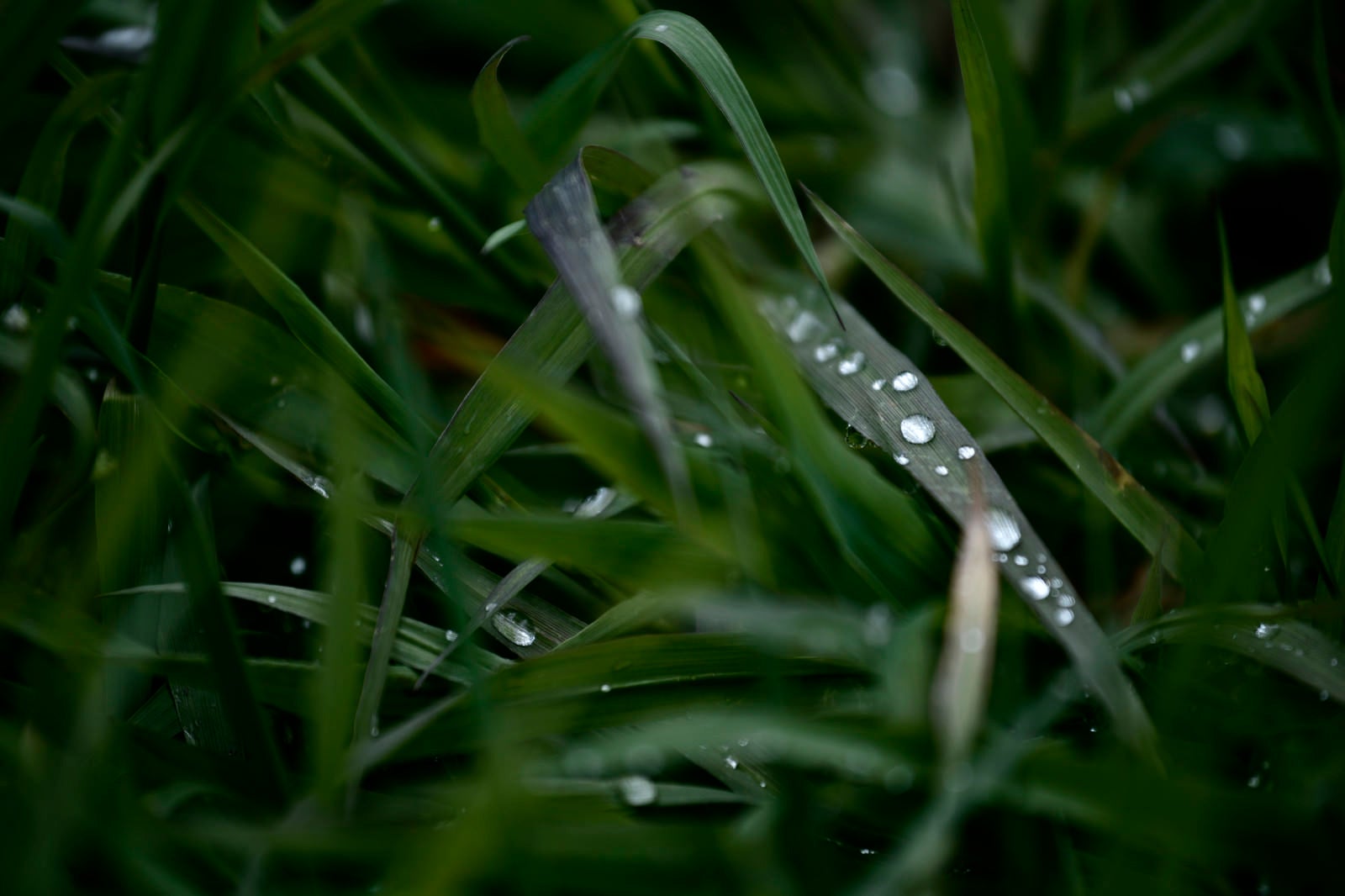 「きらりと光る草の上の水滴」の写真