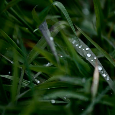 きらりと光る草の上の水滴の写真