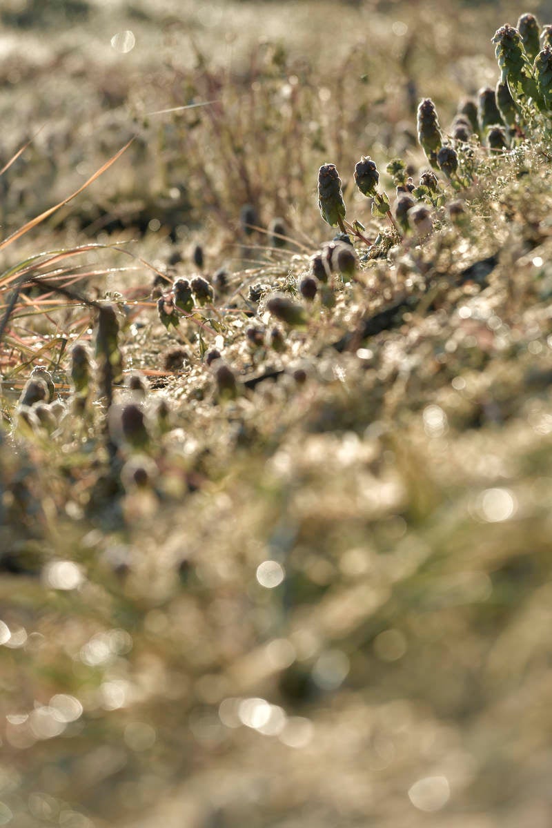 ヒメオドリコソウの群生の写真
