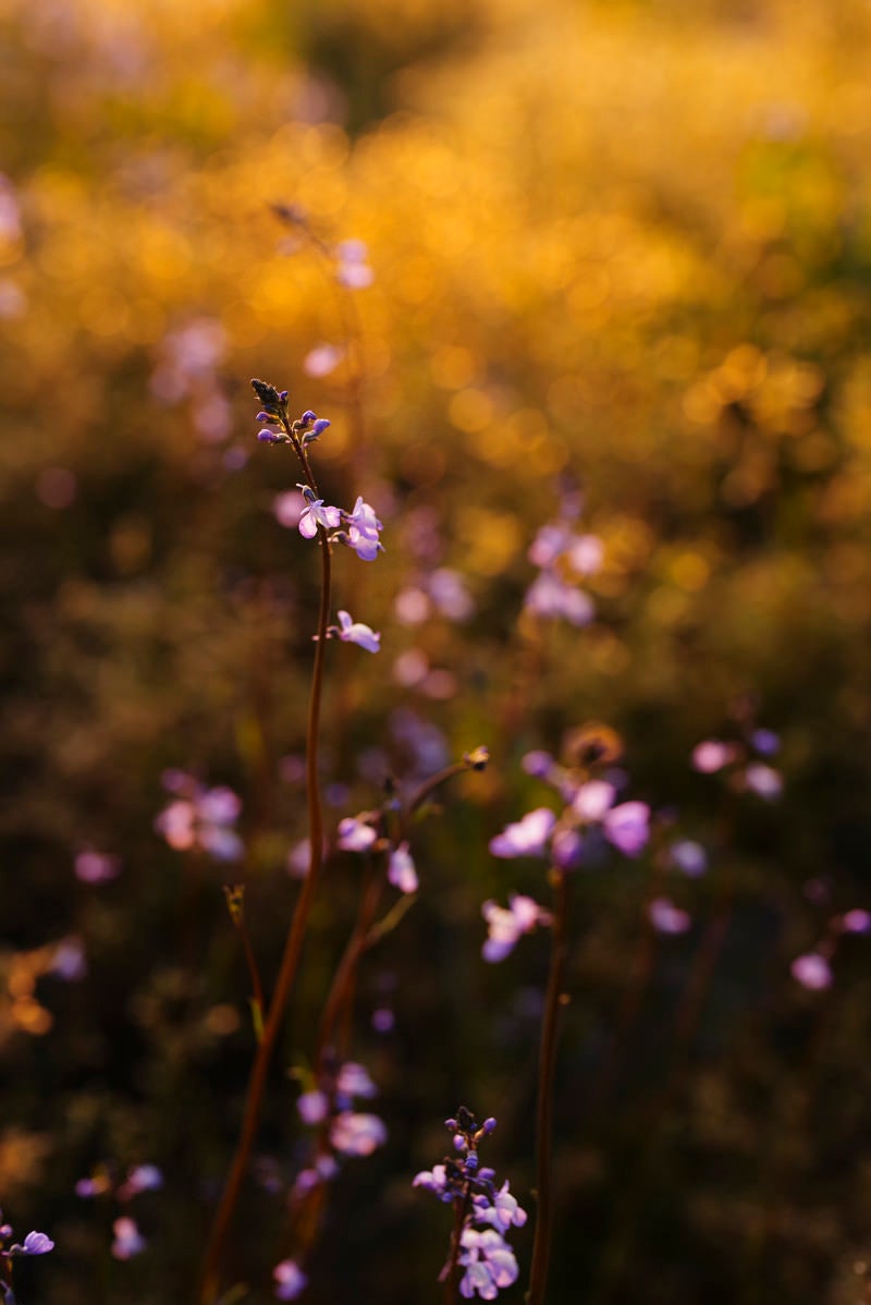 「夕日に染まる紫の花」の写真