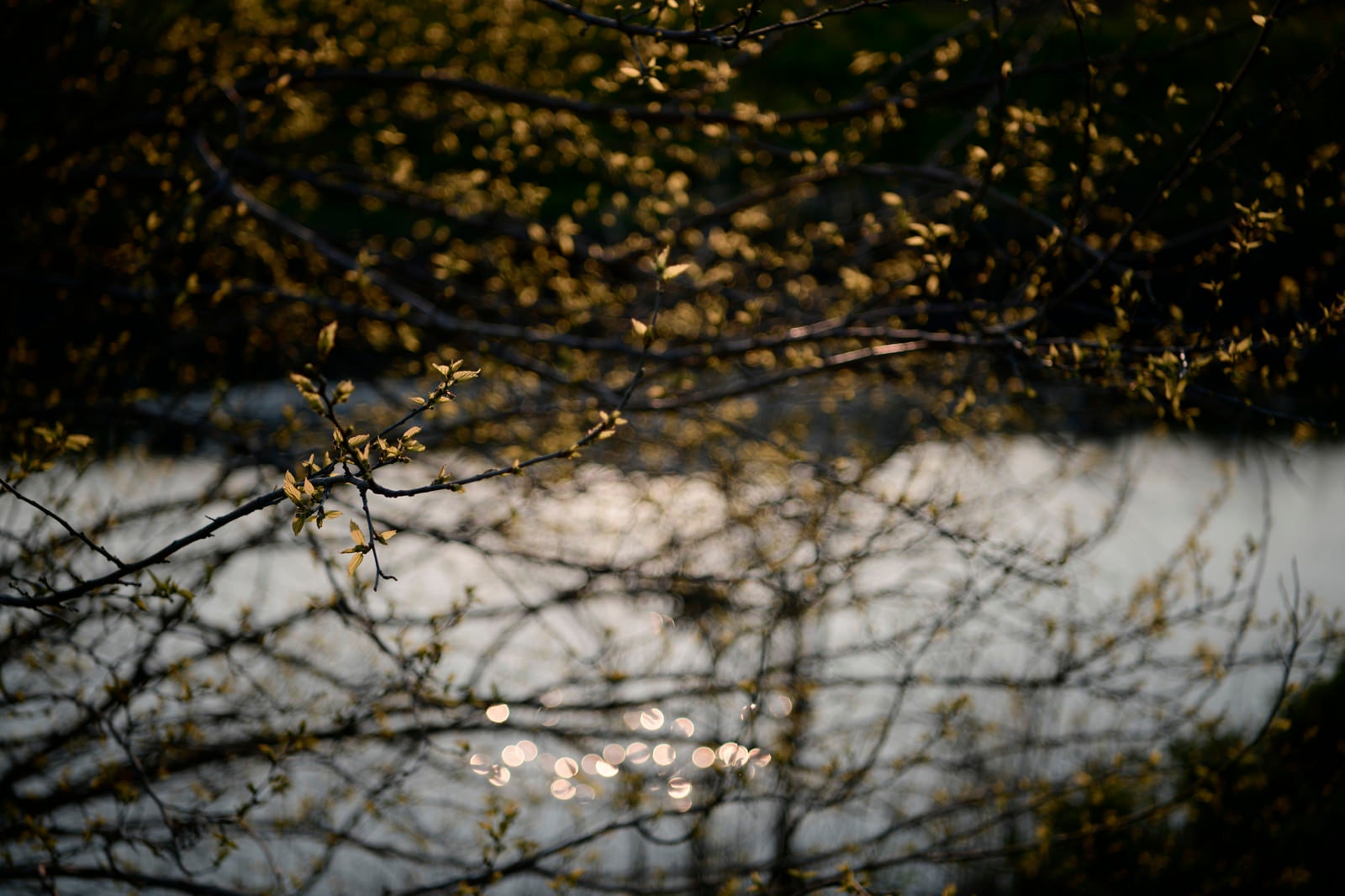 「夕日に輝く川辺と木々の新芽」の写真