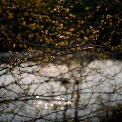 夕日に輝く川辺と木々の新芽の写真