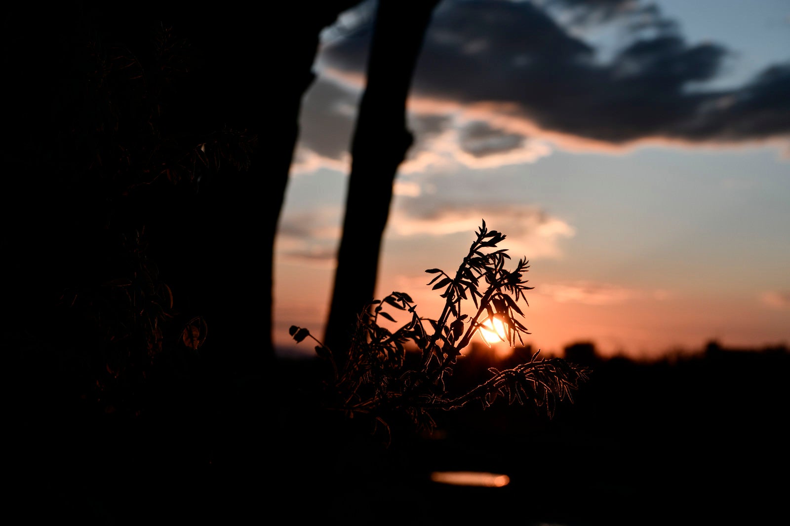 「夕日をつかむ新芽」の写真