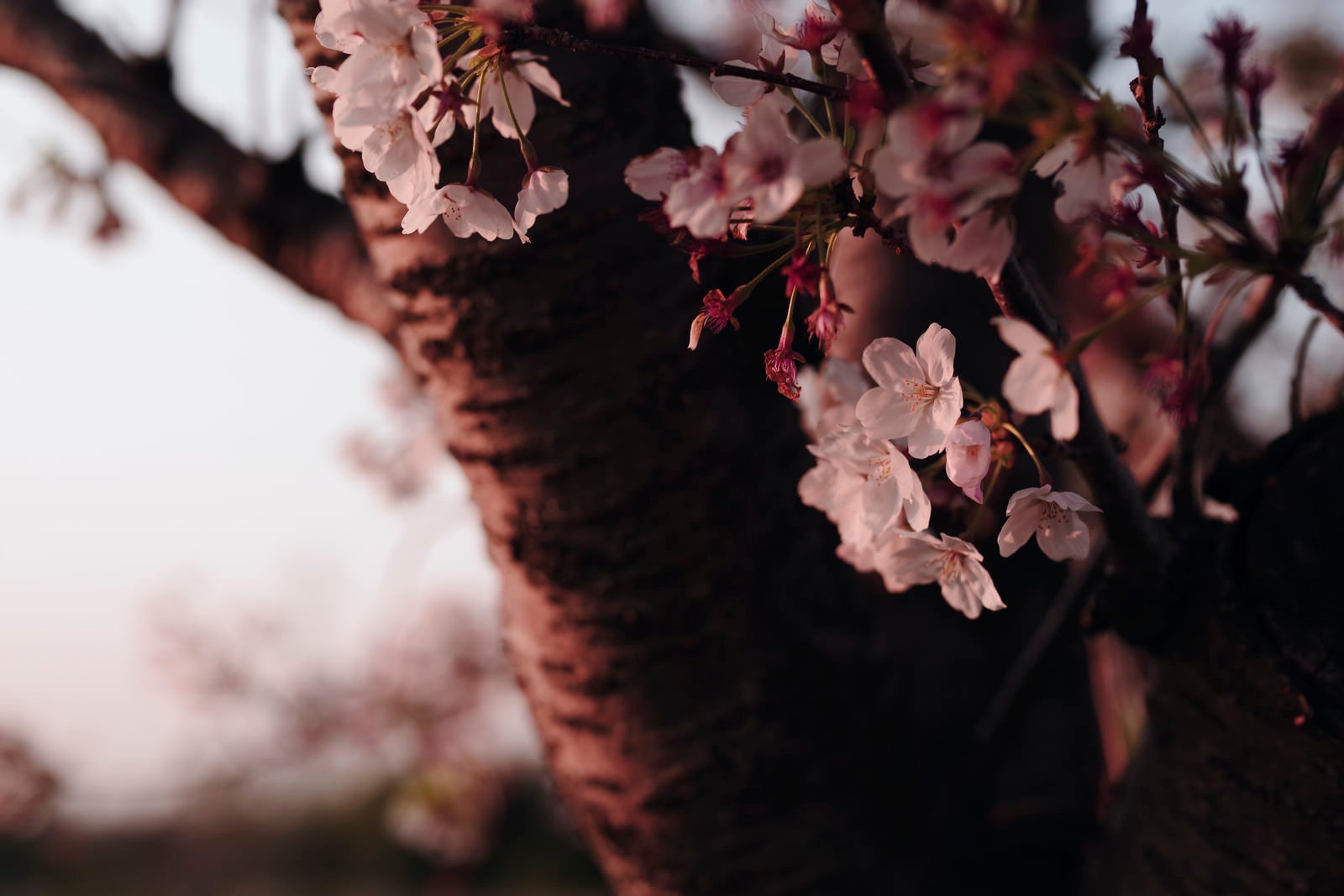 「夕日を見つめる散り始めの桜」の写真