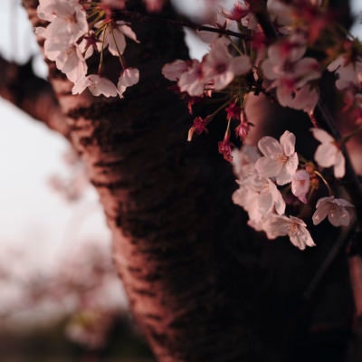 夕日を見つめる散り始めの桜の写真