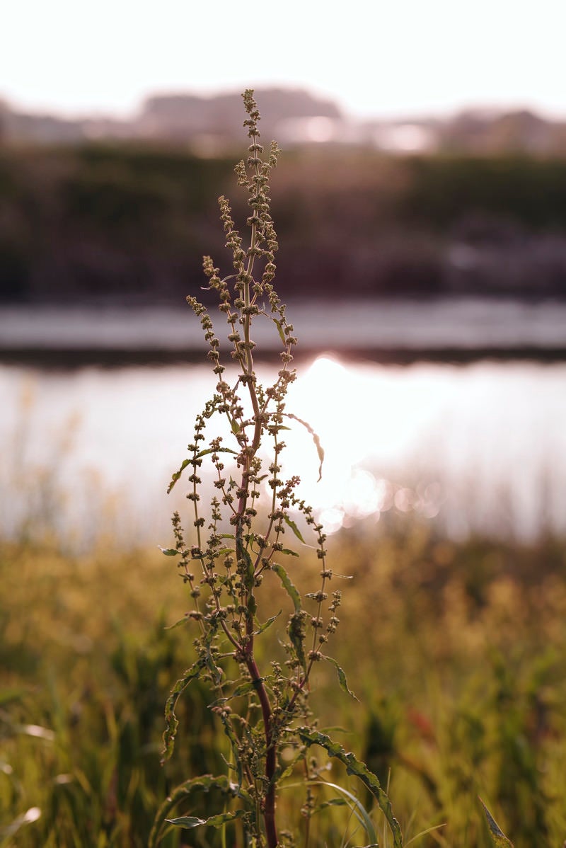 「夕焼けに浮かび上がる堤防の雑草」の写真