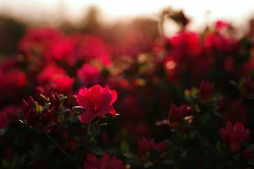 朝日で真っ赤に染まるツツジの花の写真