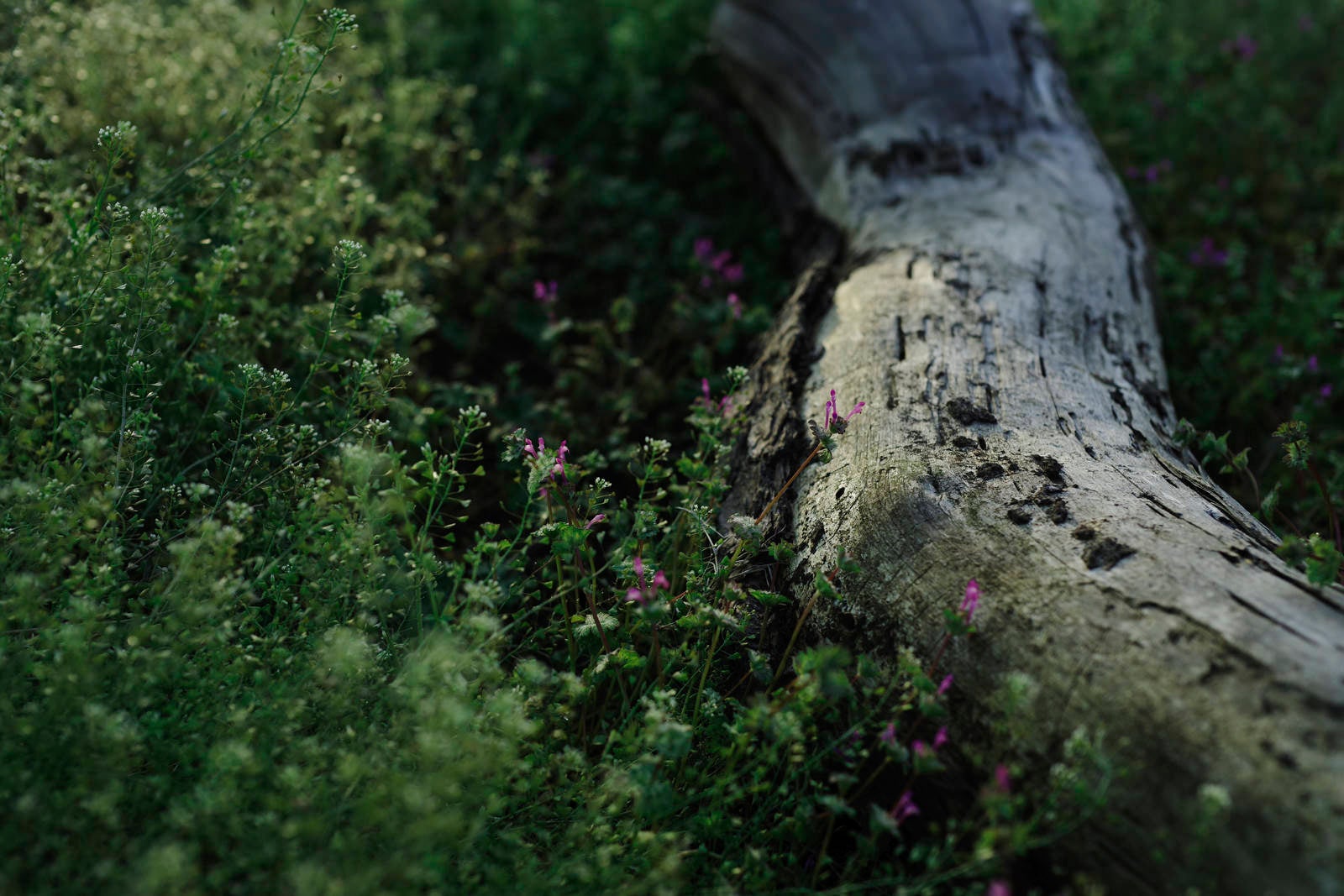 「朽ちた灌木とホトケノザ」の写真