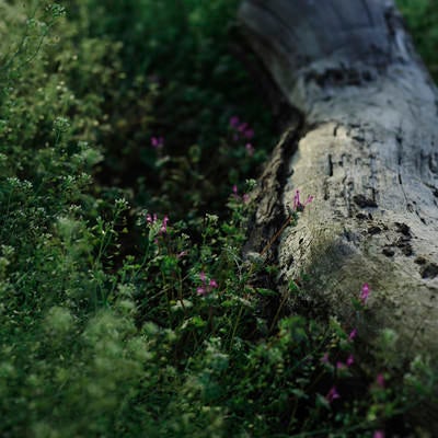 朽ちた灌木とホトケノザの写真
