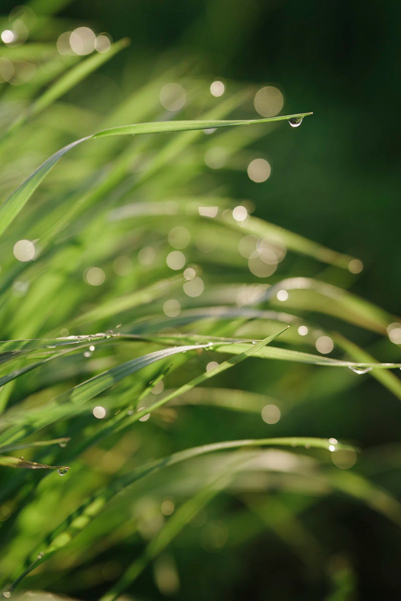 「水滴滴る足元の草たち」の写真