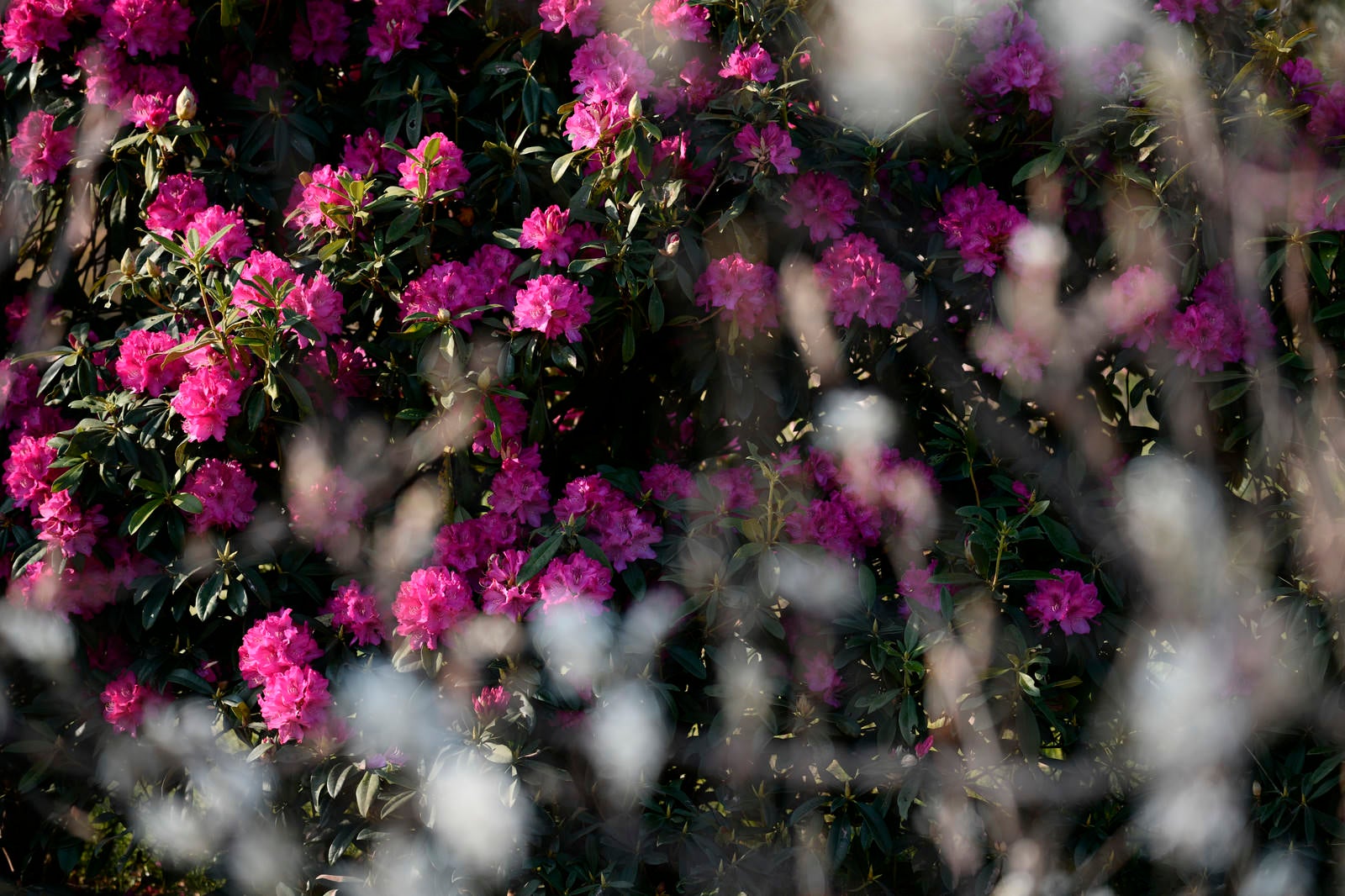 「満開に咲く早咲きのシャクナゲ」の写真