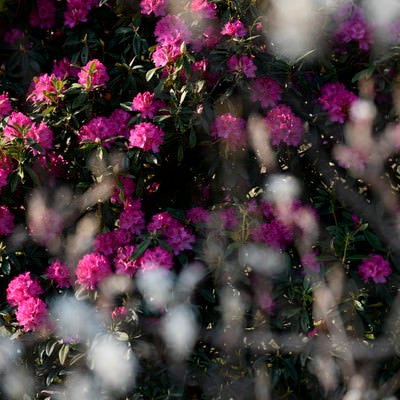 満開に咲く早咲きのシャクナゲの写真