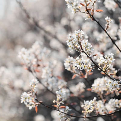 真っ白な花をつけたジューンベリーの木の写真