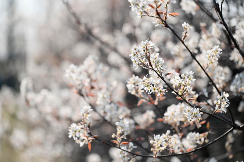 真っ白な花をつけたジューンベリーの木の写真