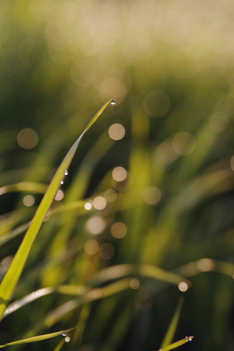 「草の先端で落ちるのを待つ水滴」の写真