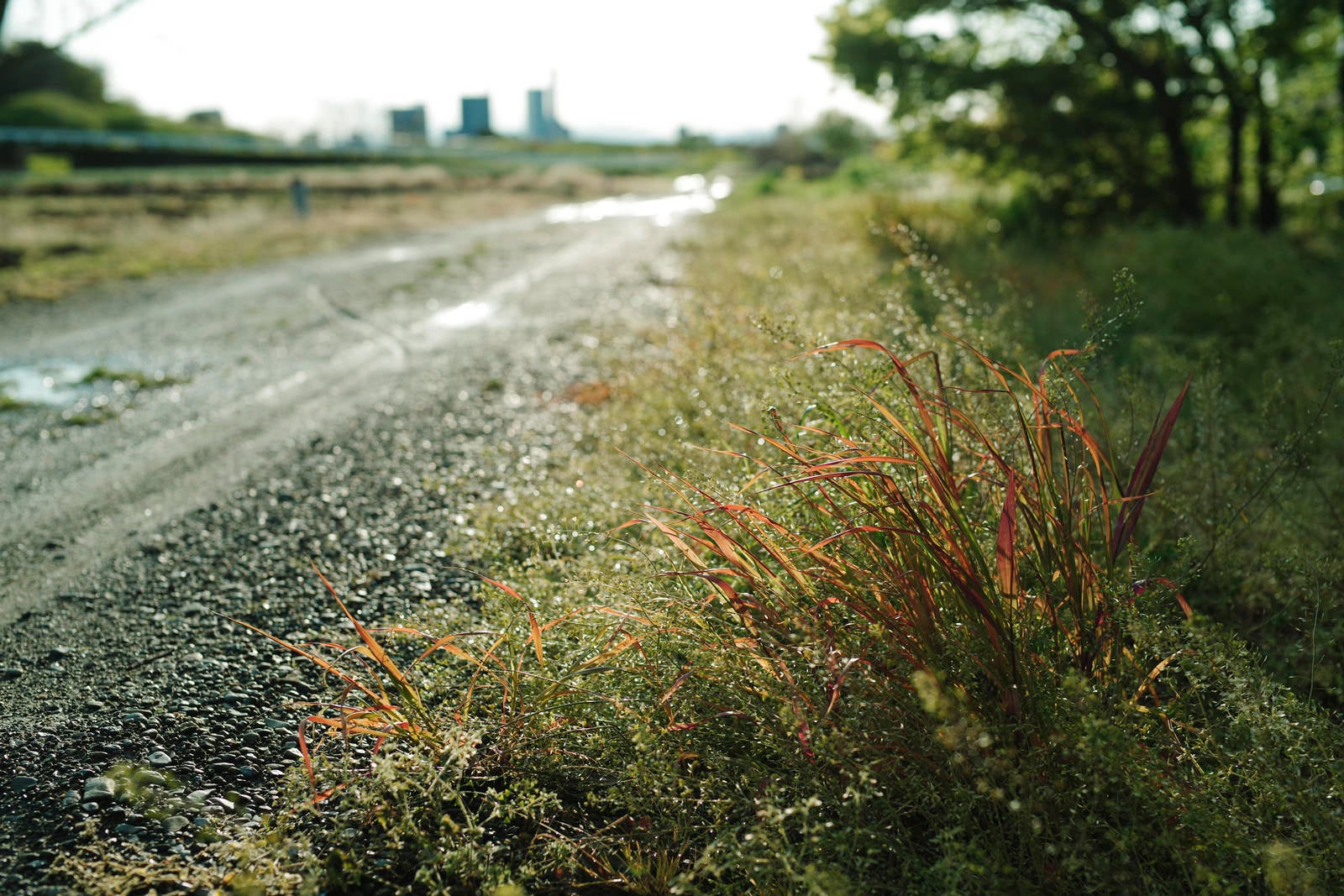 「農道沿いの赤く染まった雑草」の写真
