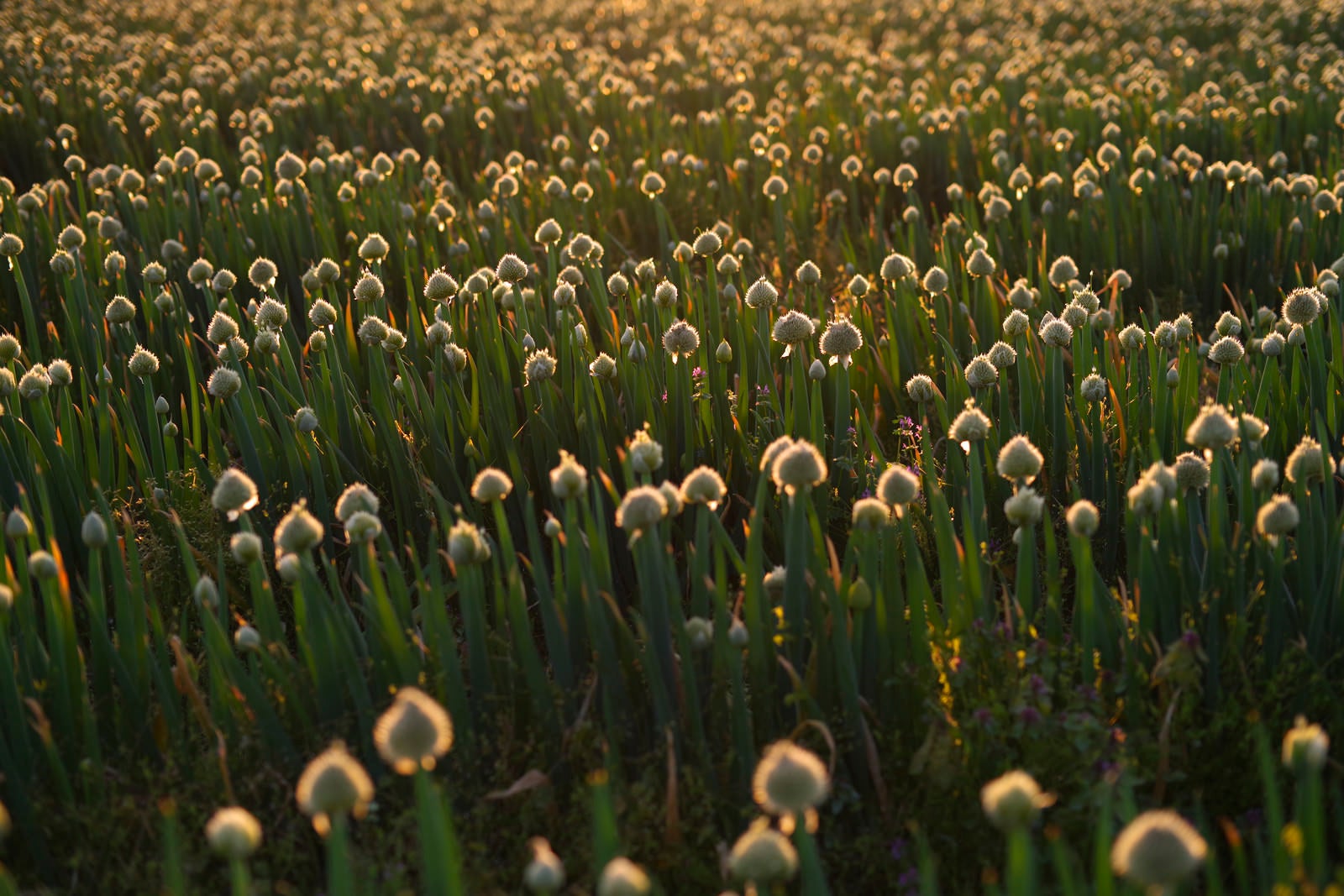 「夕方のネギ畑の景色」の写真