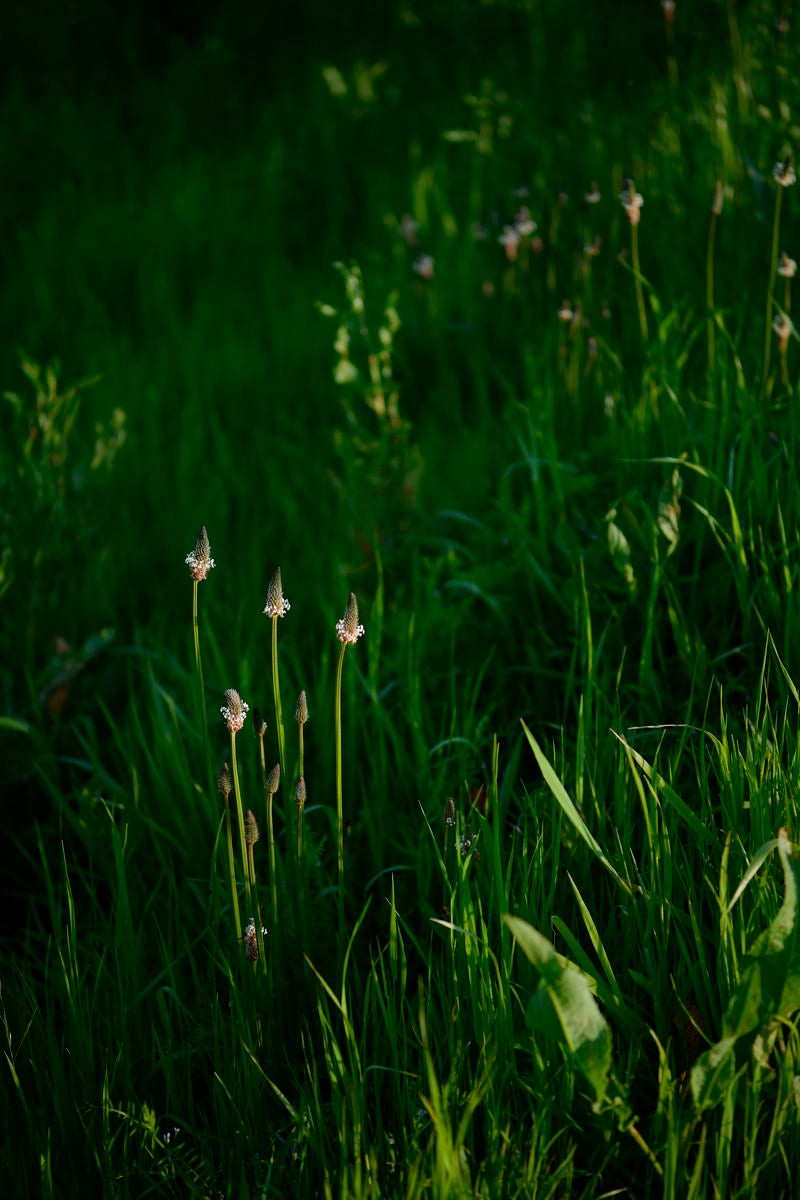 「夕日に浮かび上がるヘラオオバコの花」の写真