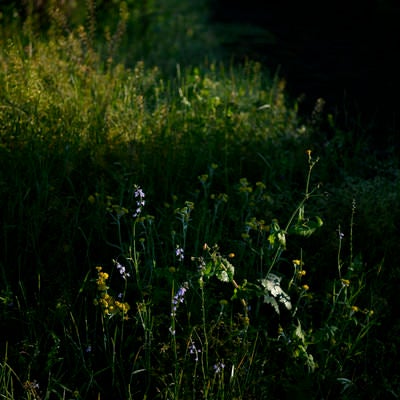 影の中に浮かび上がる春の野花の写真