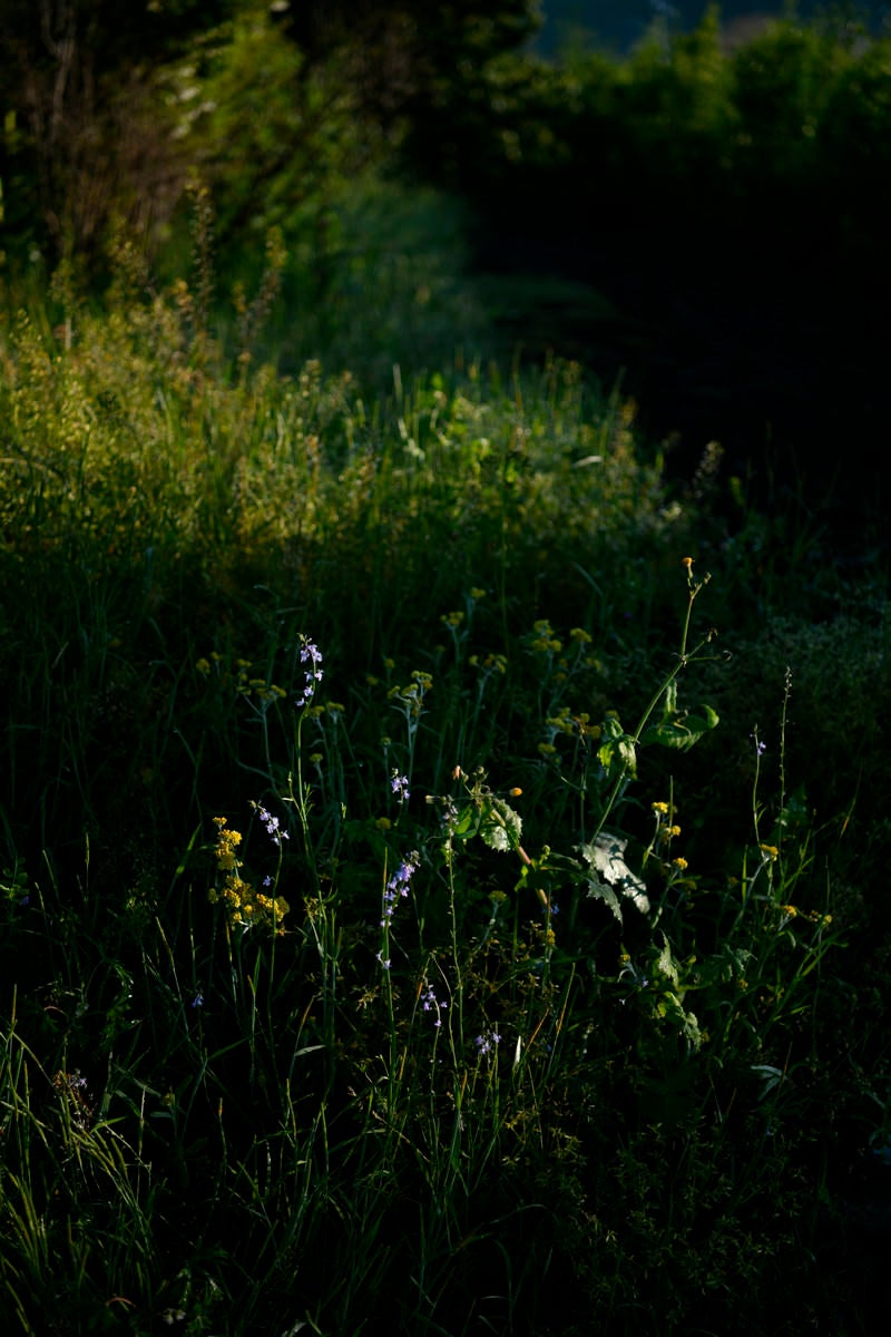 影の中に浮かび上がる春の野花の写真
