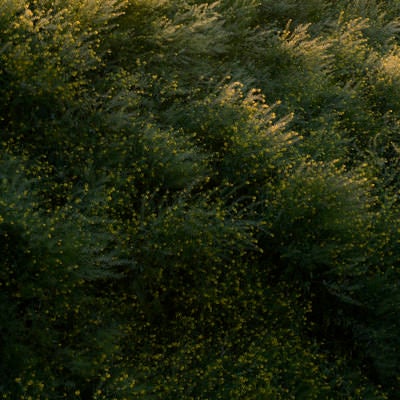 明け方水滴を含んだ枝を震わせる菜の花の群生の写真