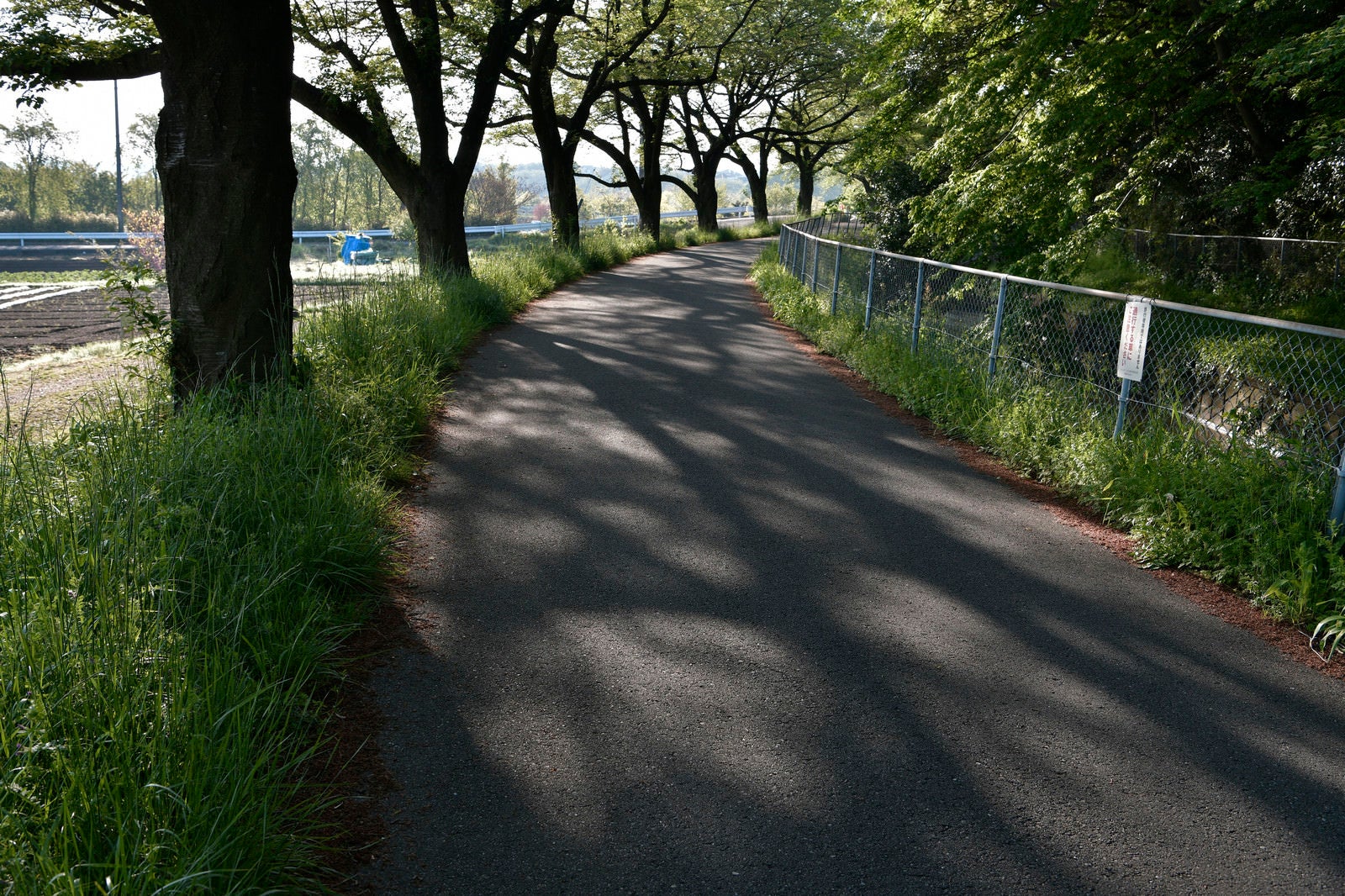 「朝日が差し込む緑がある歩道」の写真