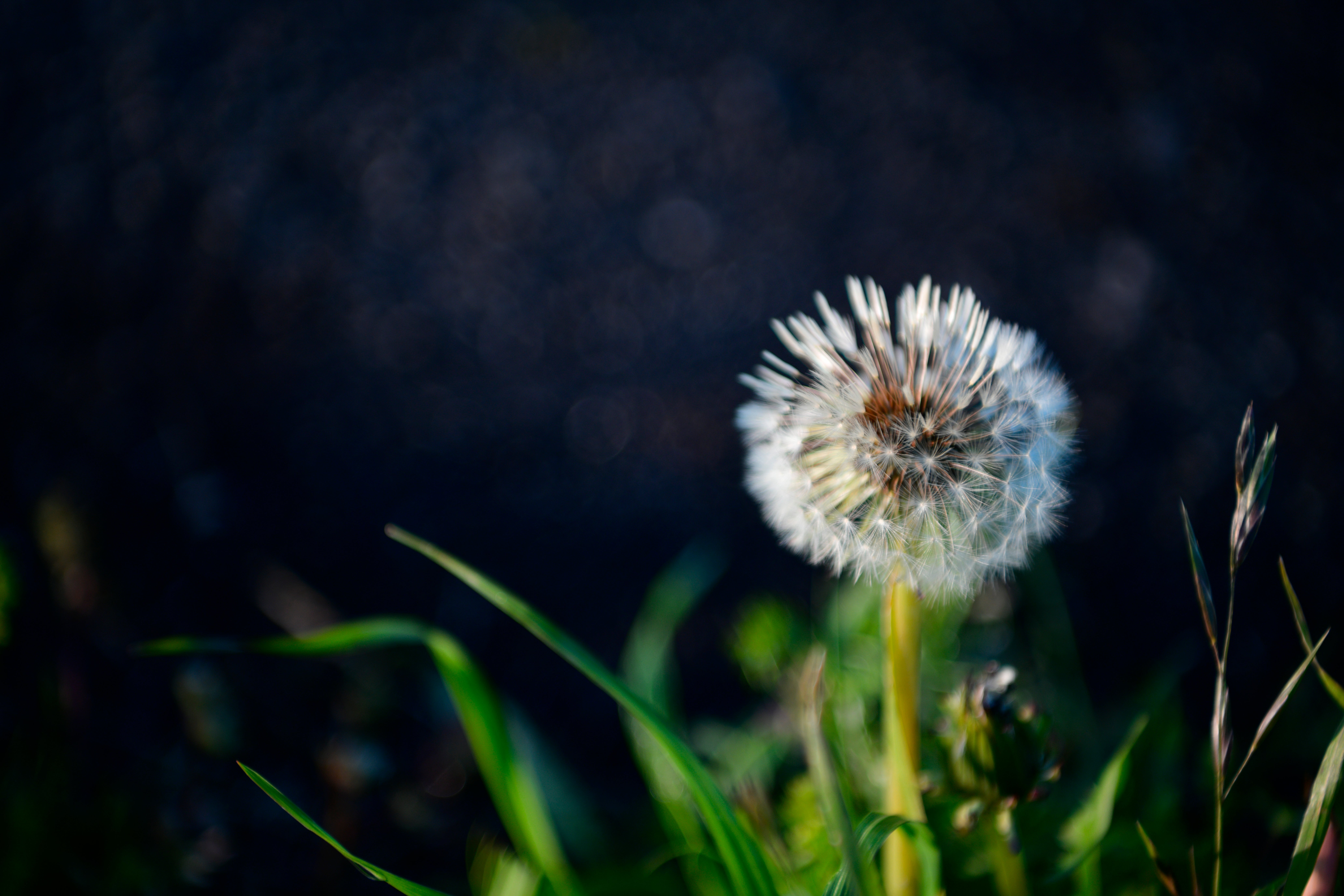 朝露に濡れてワタがしぼんだタンポポの無料の写真素材 - ID.41522