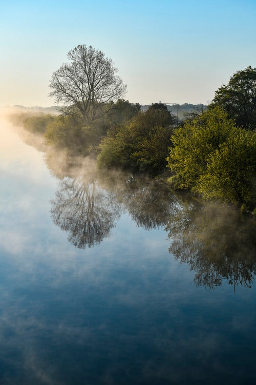 朝靄の水面に映る一本の木の写真
