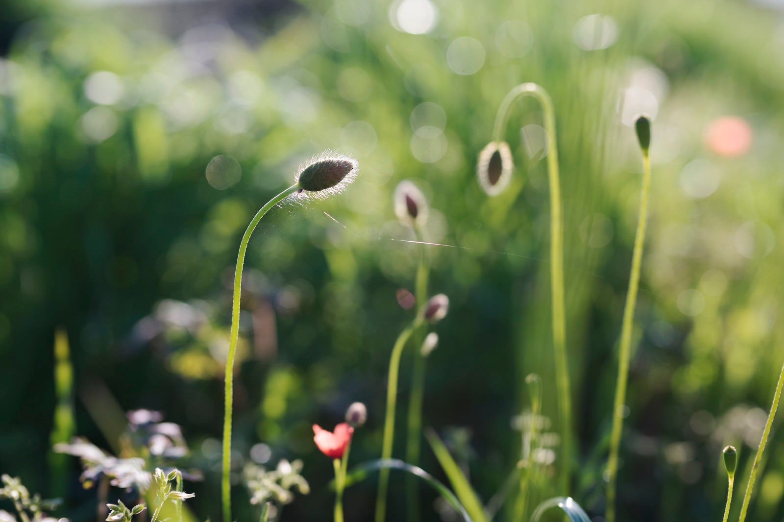 「畑の脇で開花を待つポピーのつぼみ」の写真